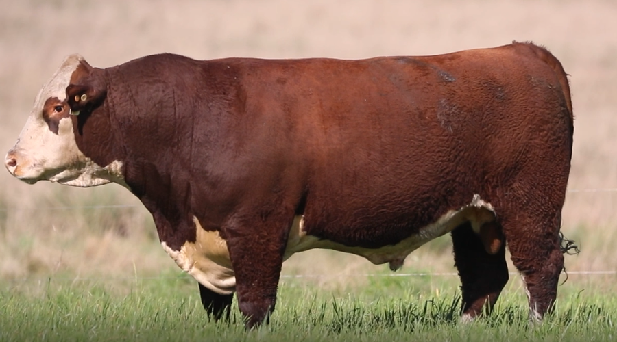 Lote Santa Maria de Arapey