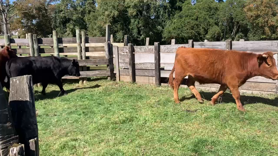 Lote 30 Novillo Engorda en Frutillar, X Región Los Lagos