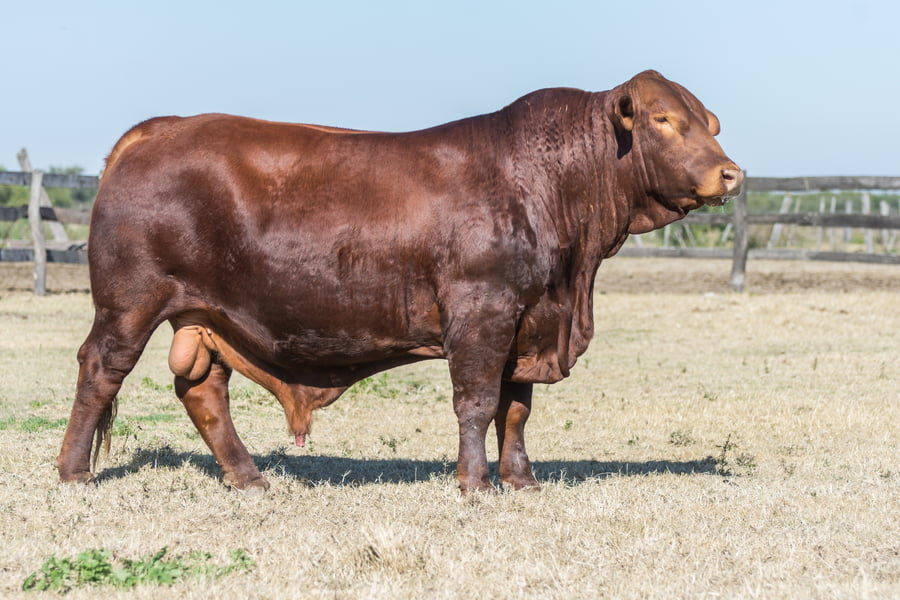 Lote Toro Cabaña Don Anibal (RP403)