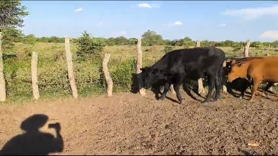 Lote 64 Novillitos en Corrientes, Curuzú-Cuatiá