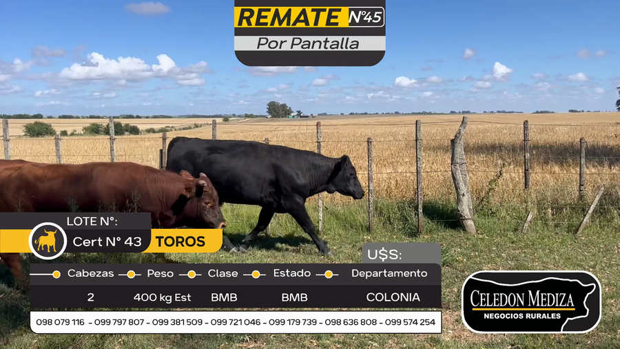 Lote 2 Toros en Otra Localidad, Colonia