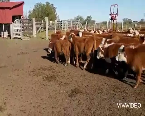 Lote 75 Terneros en Federal, Entre Ríos