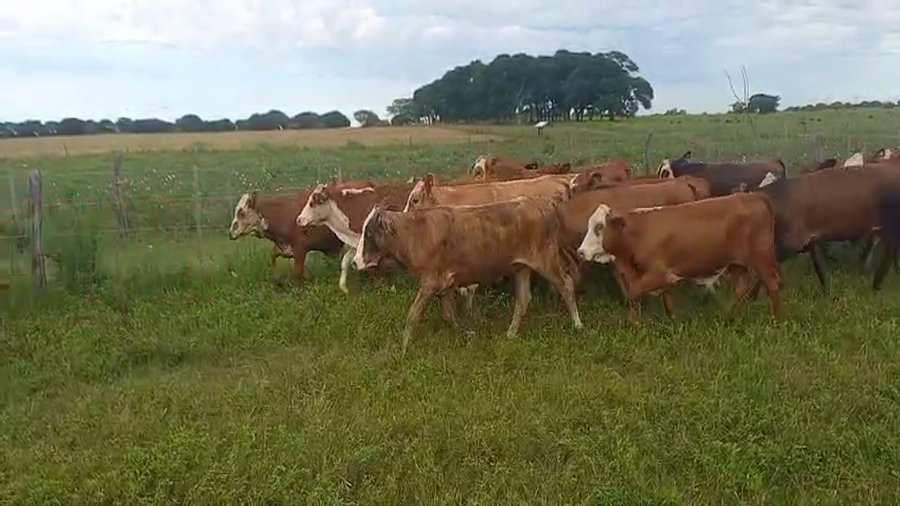 Lote 120 Terneros en Corrientes, Bella Vista