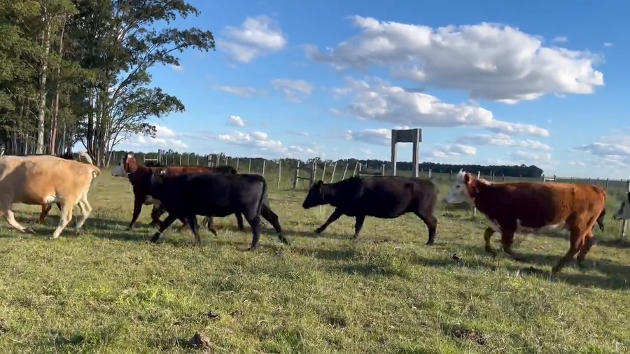 Lote Vacas Preñadas