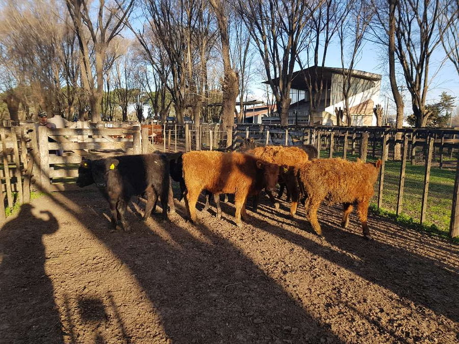 Lote 10 Terneros en Gral. Lamadrid, Buenos Aires