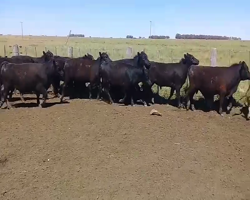 Lote 15 Novillitos en Benito Juárez, Buenos Aires