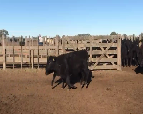 Lote 40 Terneras en Saladillo, Buenos Aires