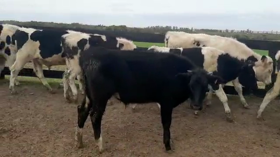 Lote 38 Novillos HOLANDO a remate en PANTALLA CAMY 265kg - , San José