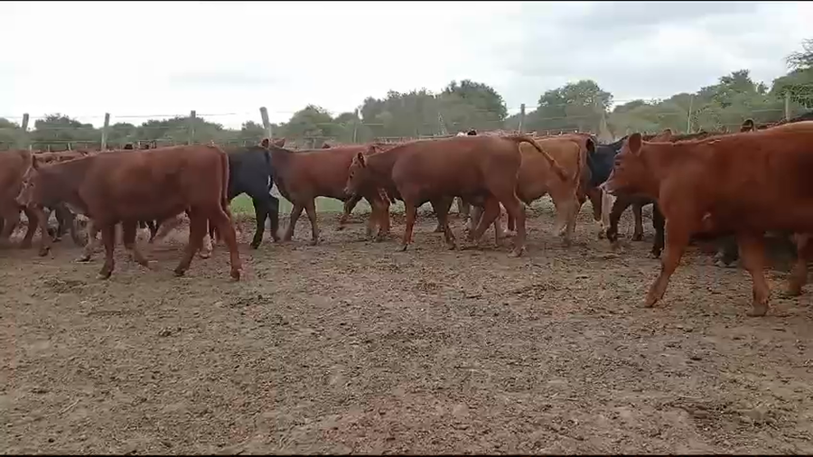 Lote 110 Terneros en Entre Ríos, Federal