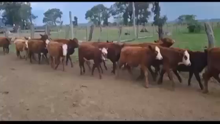 Lote 200 Terneras a término