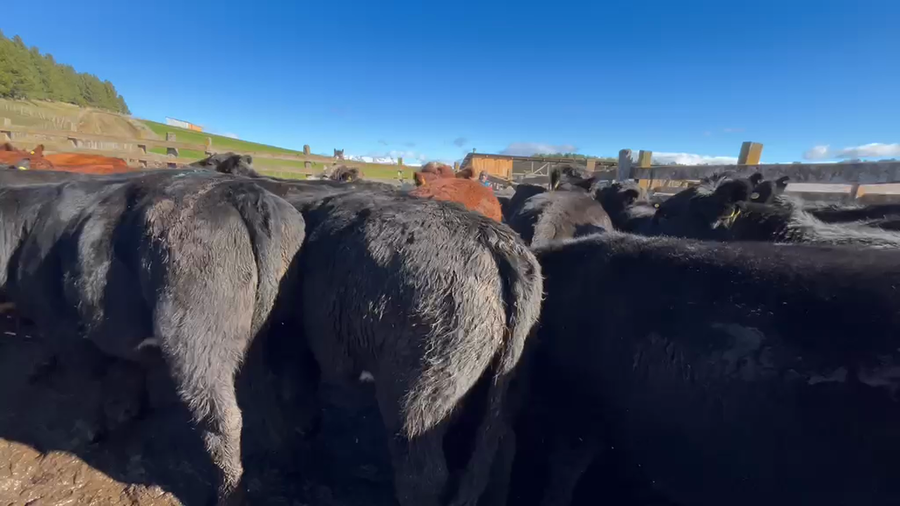 Lote 50 Novillo Engorda en Coyhaique, XI Región Aysén