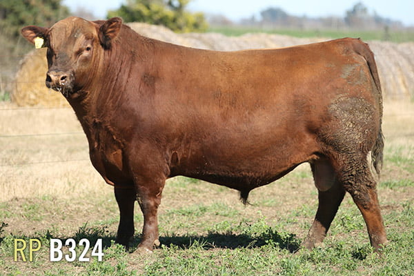 Lote 3 TOROS PUROS DE PEDIGREE