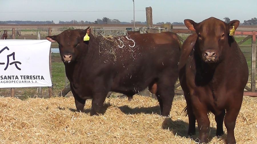 Lote Toros PC Colorado