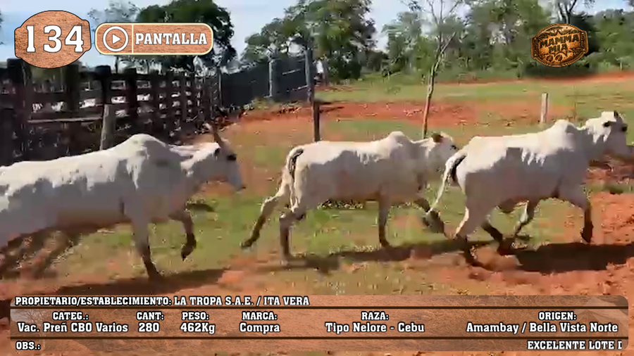 Lote LOTE 134 - PANTALLA