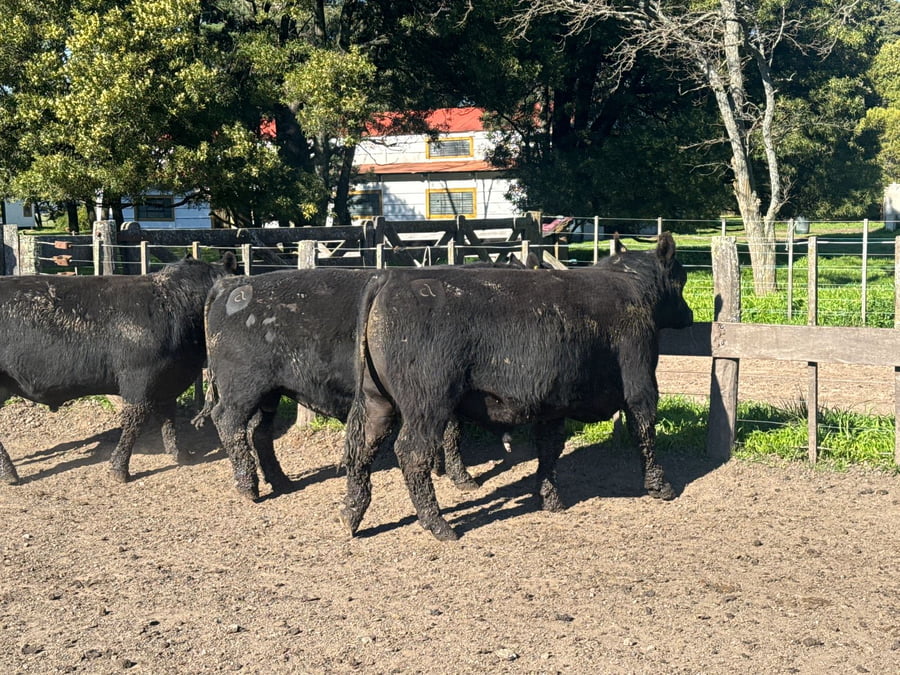 Lote TOROS PUROSCONTROLADOS SANTA MARTA