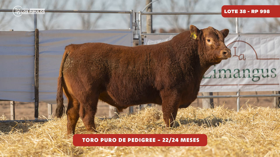 Lote TOROS PUROS DE PEDIGREE - 22/24 meses
