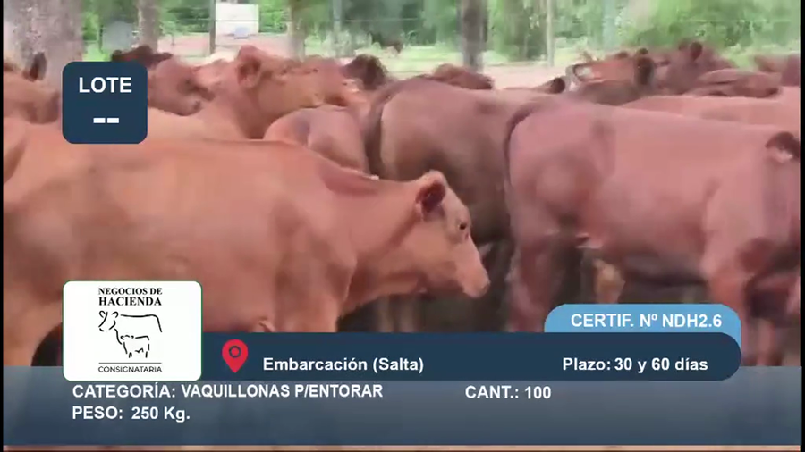 Lote 100 Vaquillonas P/ entorar en Salta, Embarcación