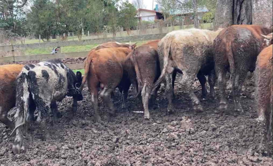 Lote 23 Novillo Engorda en Frutillar, X Región Los Lagos