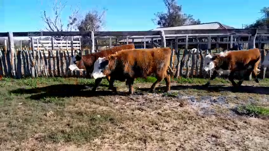 Lote 44 Terneros en Corrientes, Curuzú-Cuatiá