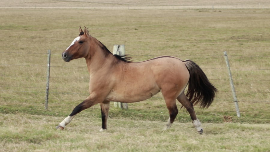 Lote TERRON Dichosa 23