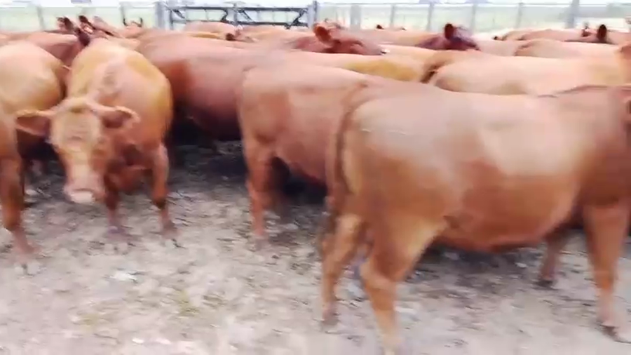 Lote 61 Vaquillonas C/ gtia de preñez