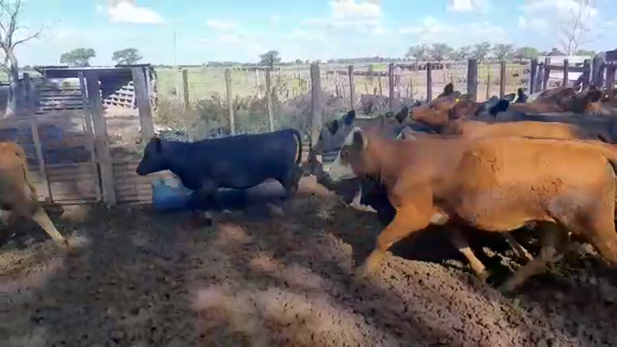 Lote 70 Terneras Brangus Negras y coloradas en Humberto 1º, Santa Fe