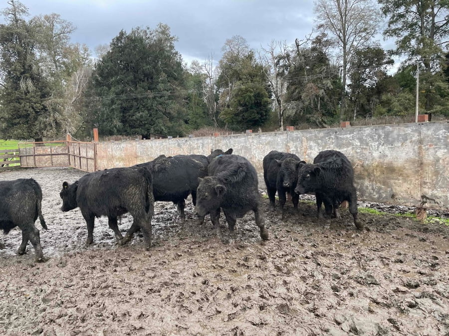 Lote 30 Ternero en La Unión, XIV Región Los Ríos