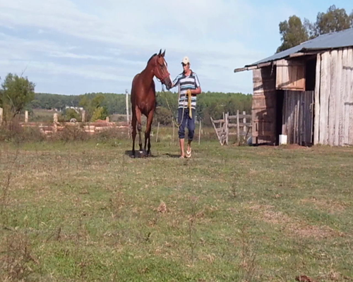 Lote TRES PUENTE LIMBITA