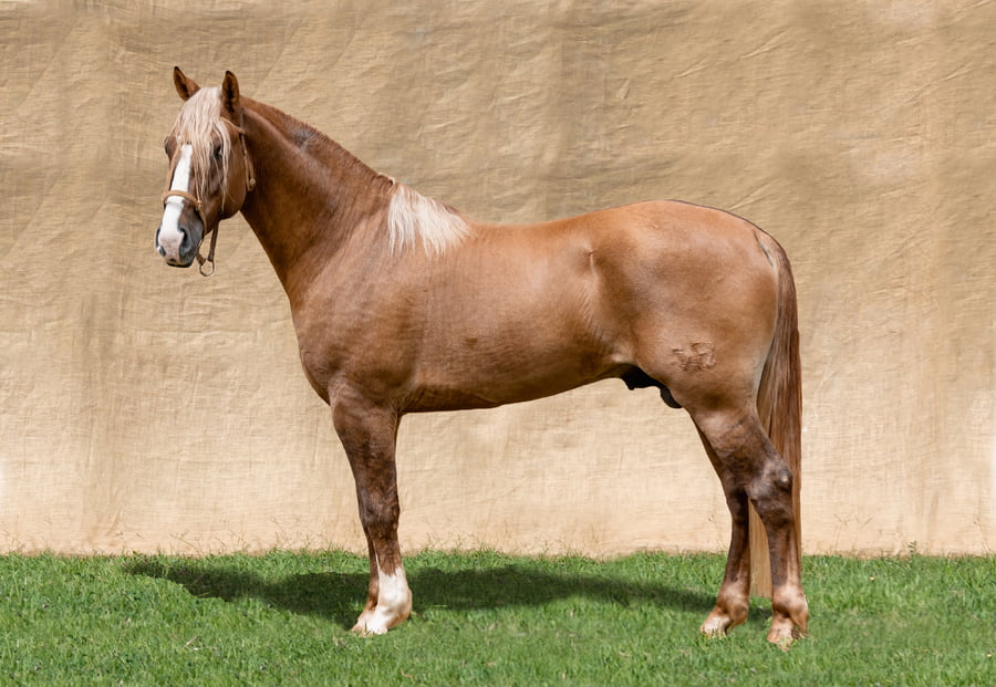 Lote KAIGUE BALANCIN RP 78