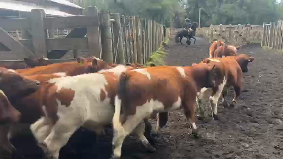 Lote 41 Ternero en Melipeuco, IX Región Araucanía