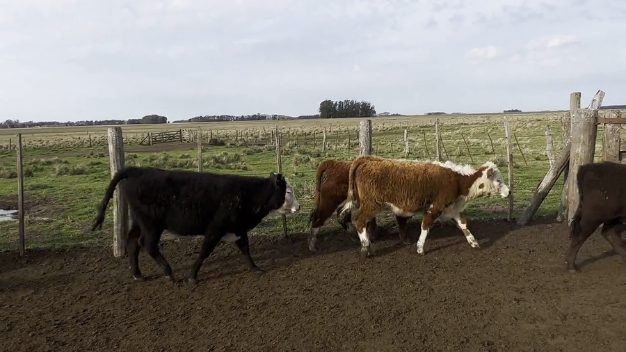 Lote 110 Terneras en Balcarce, Buenos Aires