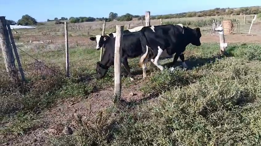 Lote 4 Terneras a remate en Pantalla Camy - Aniversario 31 Años, San José