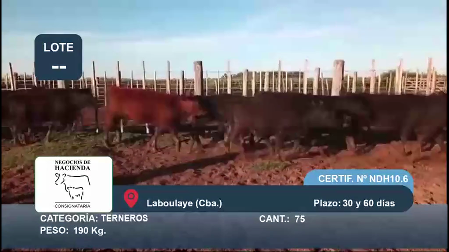 Lote 75 Terneros en Córdoba, Laboulaye