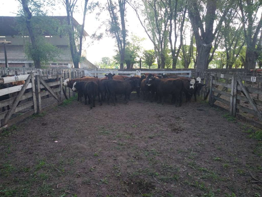 Lote 25 Vaquillonas en Gral. Lamadrid, Buenos Aires