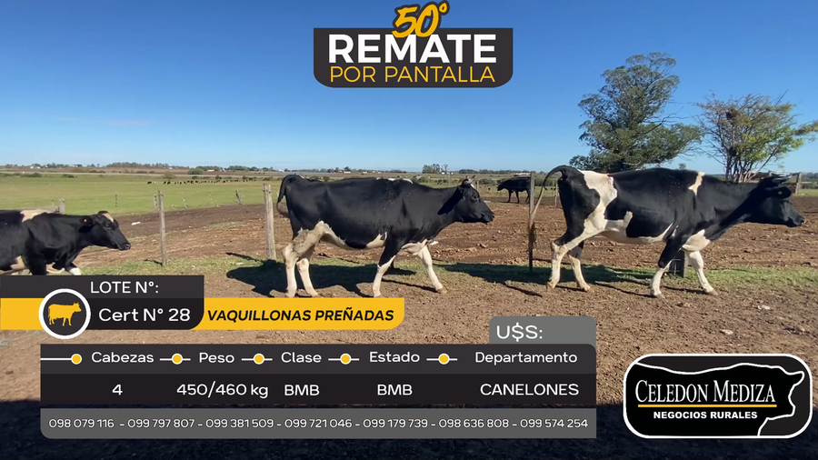 Lote 4 Vaquillonas Proximas en Otra Localidad, Canelones