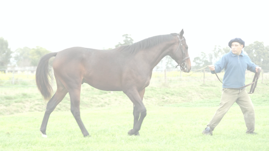 Lote COPADO POTRILLO (EQUAL TALENT - BRUJA DE BLAIR)