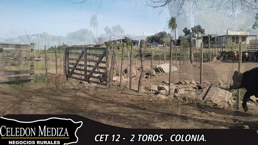 Lote 2 Toros en Colonia