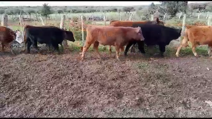 Lote 72 Terneros en San Salvador, Entre Ríos