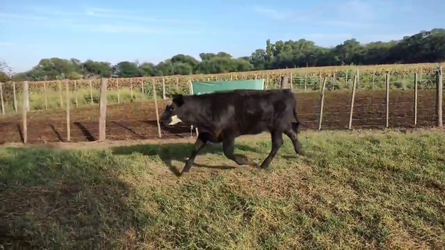 Lote 55 Terneras