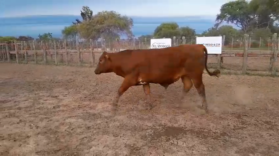 Lote 35 Novillos exportación