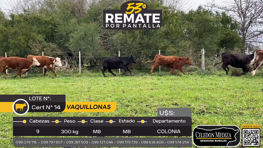 Lote 9 Vaquillonas  en san Juan, Colonia
