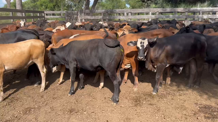 Lote 100 Terneros/as en Juan José Castelli, Chaco