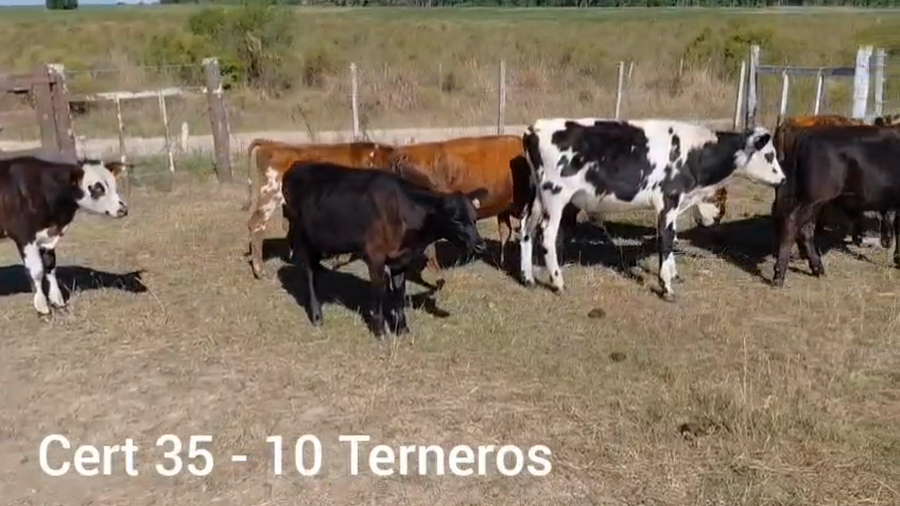 Lote TERNEROS