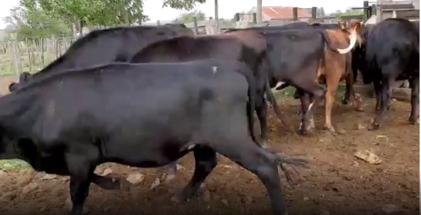 Lote 8 Vaquillonas en San José