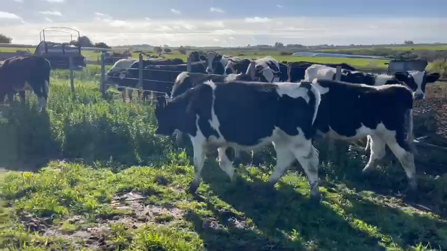 Lote 5 Novillos a remate en Pantalla Camy en Pavon