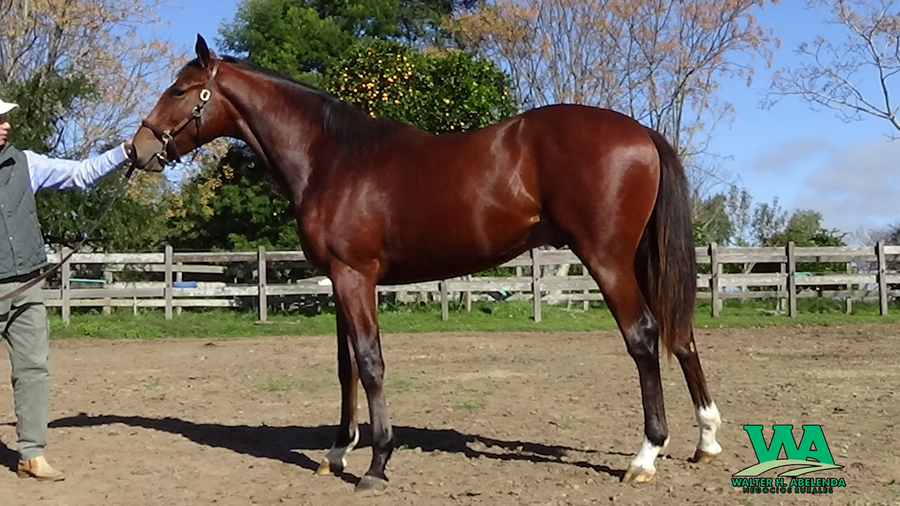 Lote MELODIOSO