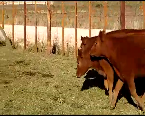 Lote 40 Terneros/as en Laprida, Buenos Aires