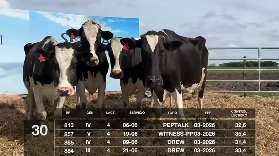 Lote VACAS EN PRODUCCIÓN PREÑADAS