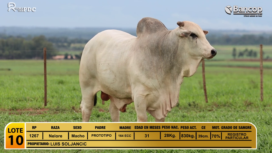 Lote Toros Nelore a remate en Jueves 29 de mayo- Remates PDC, San Pedro