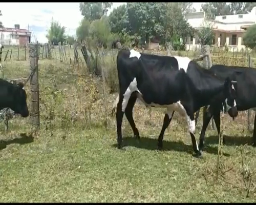 Lote NOVILLOS ENTRE 260 Y 280KG
